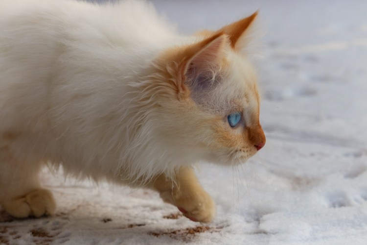 Коты Селкирк рекс