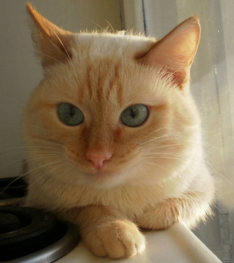 Турецкий Ван кошка