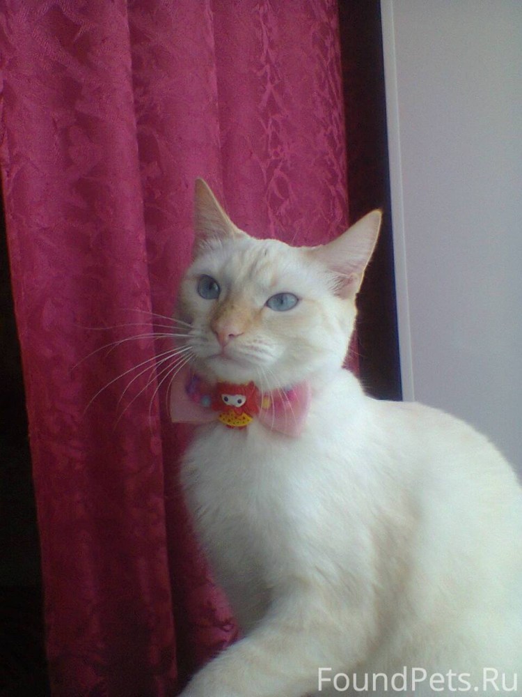 Котенок белого окраса