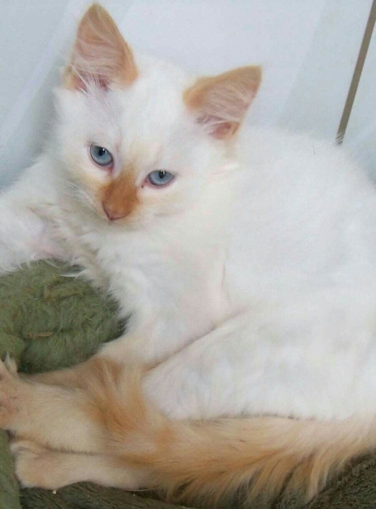 Невская маскарадная котята рыжие