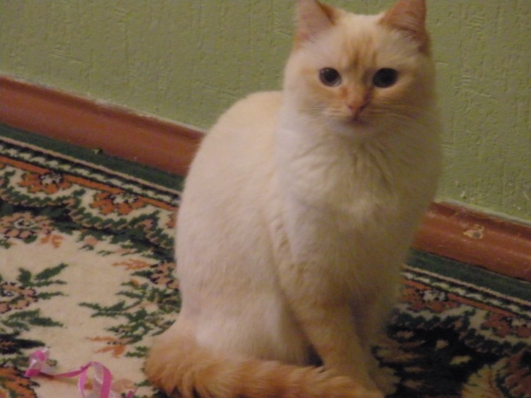 Белая кошка с рыжим хвостом