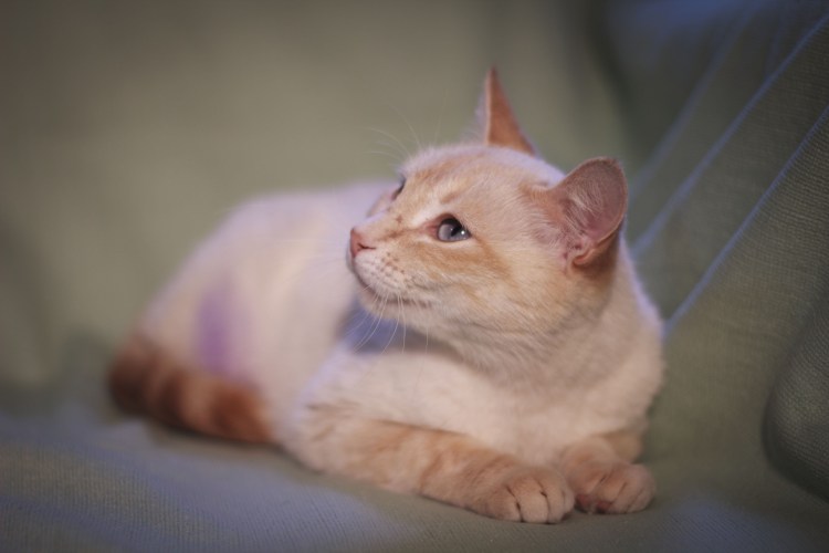 Белый котенок с рыжим хвостом