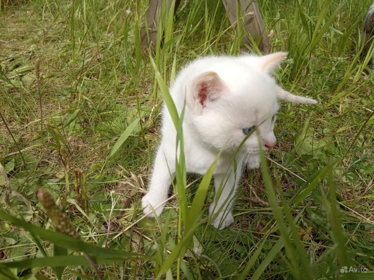 Тайская кошка реж поинт