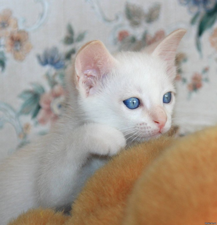 Белый кот с рыжими ушами и хвостом и голубыми глазами порода