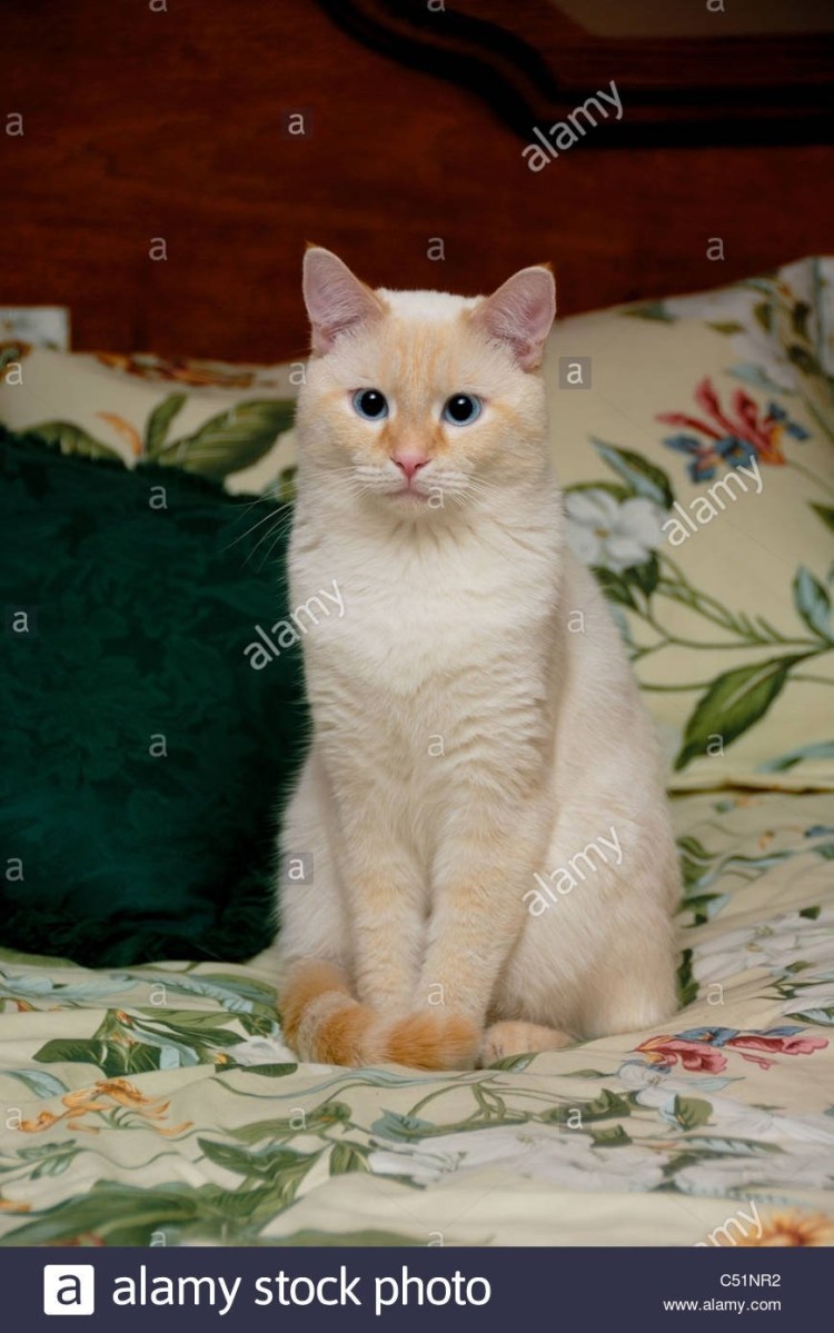 Балинезийская кошка ред поинт