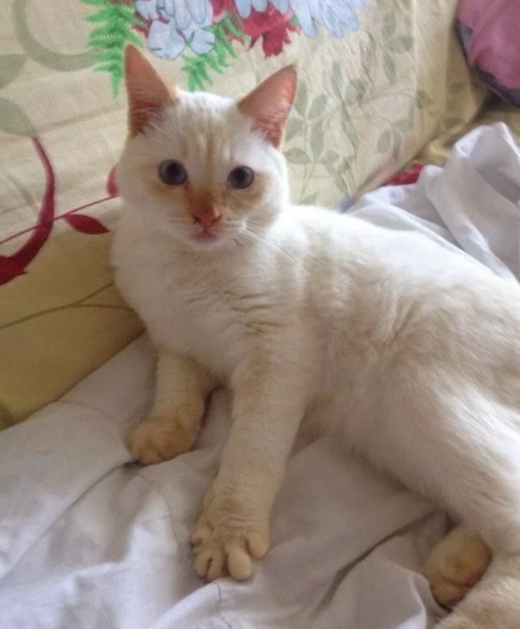 Белый кот с рыжими ушами