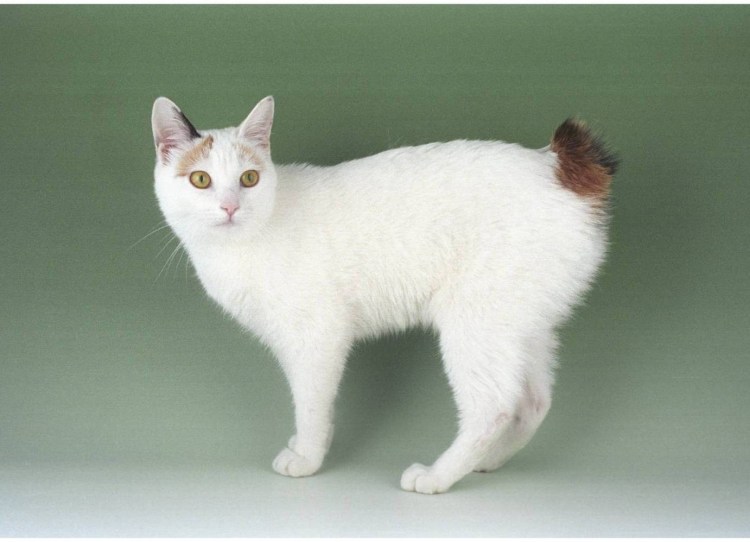 Белый кот с рыжими пятнами