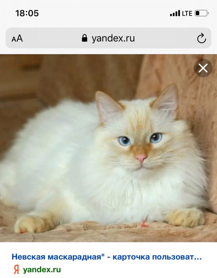 Рыже белая кошка мрамор