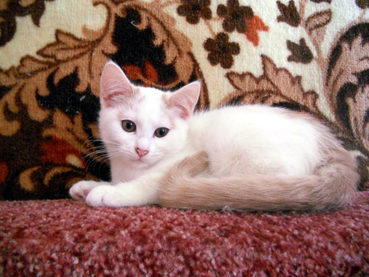 Белый кот с рыжими ушами