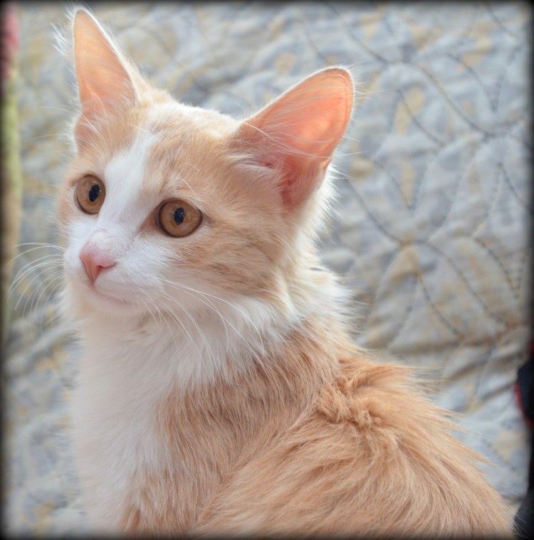 Тайский Сиам кот бело рыжий