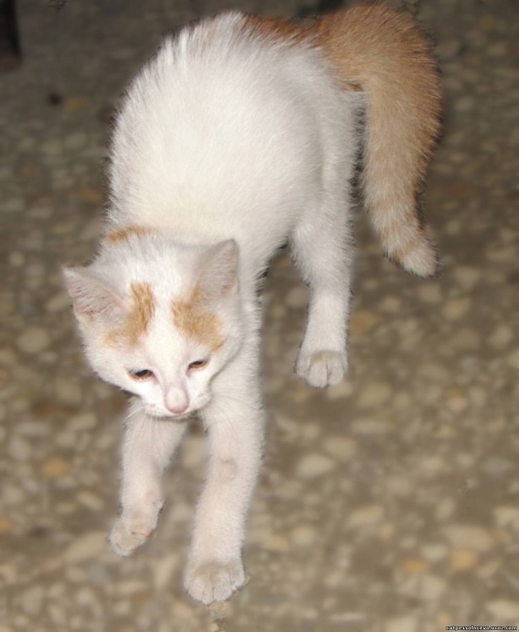 Турецкая ангора рыжая