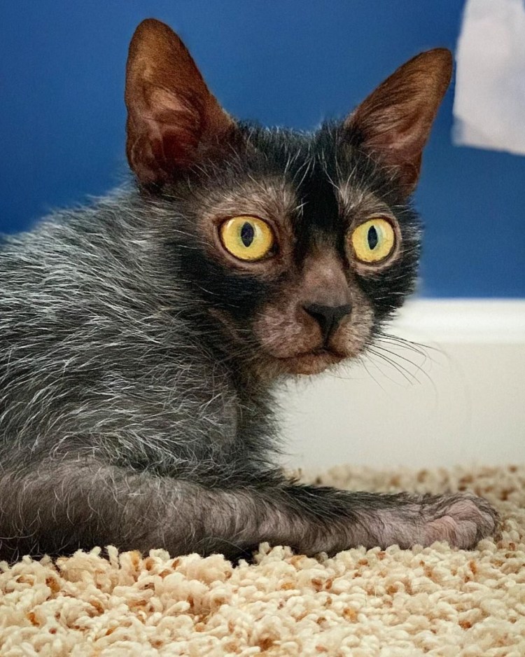 Кошка Мейн кун Валькирия