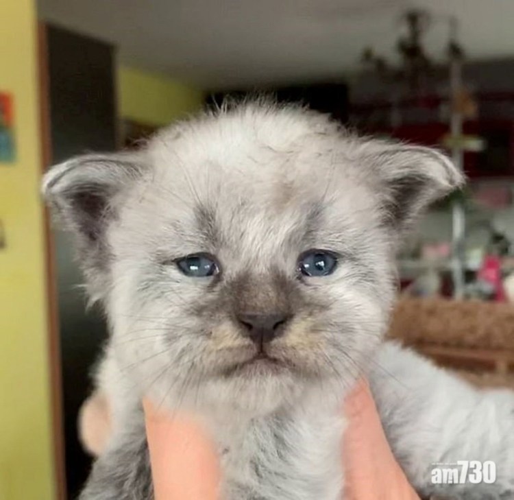 Отличительные черты Мейн куна