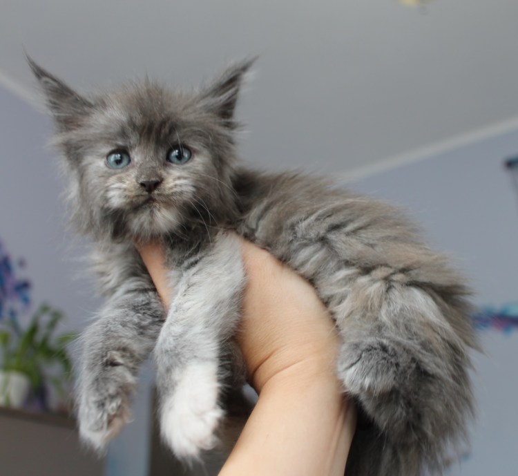 Кошка Мейн кун Валькирия