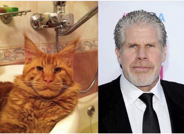 Адам драйвер кошка