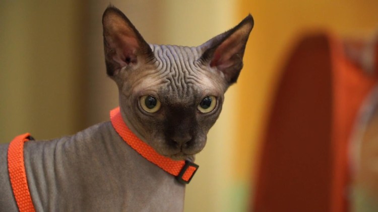 Канадский Атчум