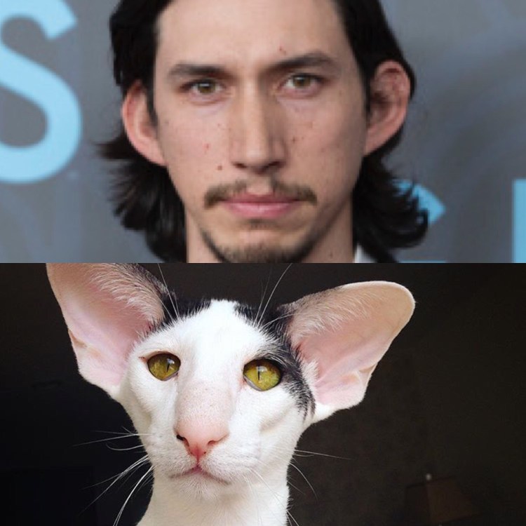 Большой кот Мейн кун