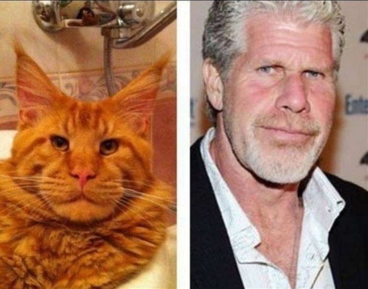 Мейн кун пепельный