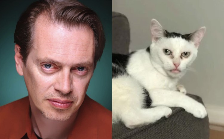 Порода кошек с человеческим взглядом