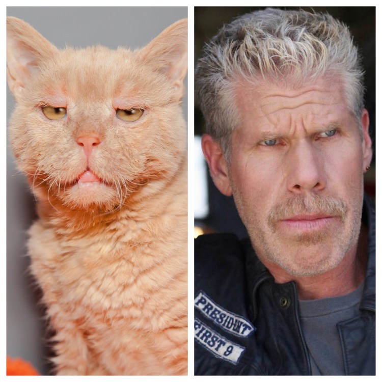 Котенок Валькирия с человеческим