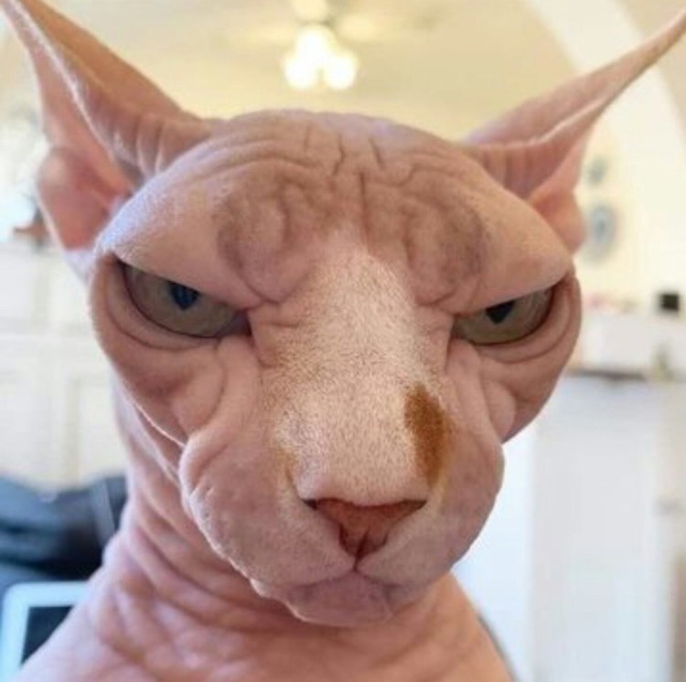 Кот похожий на китайца