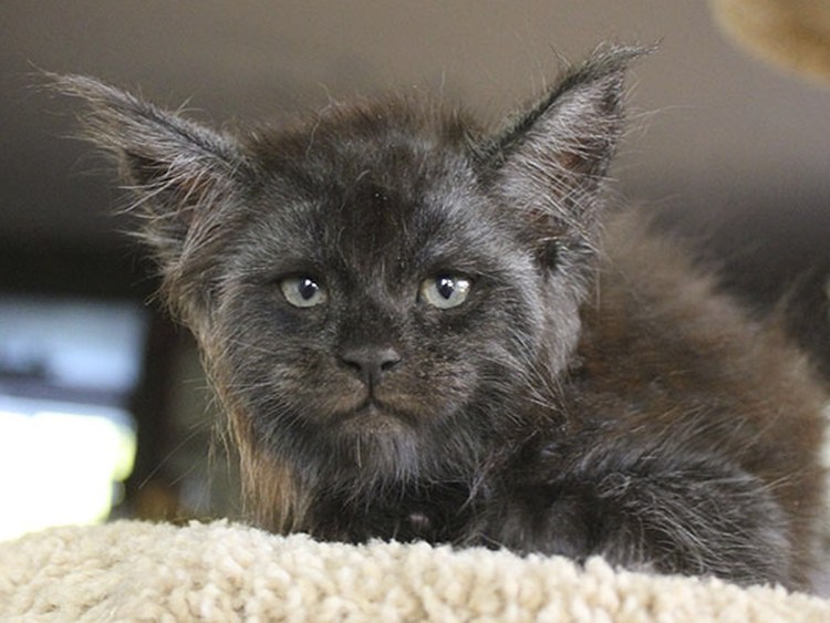 Котенок с четырьмя ушами