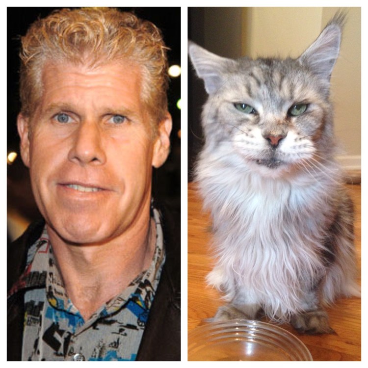 Самый злой котик в мире