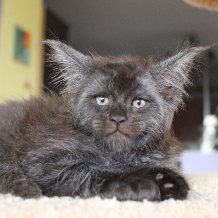 Мужик похожий на кота