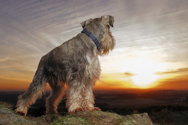 Миттельшнауцер обои