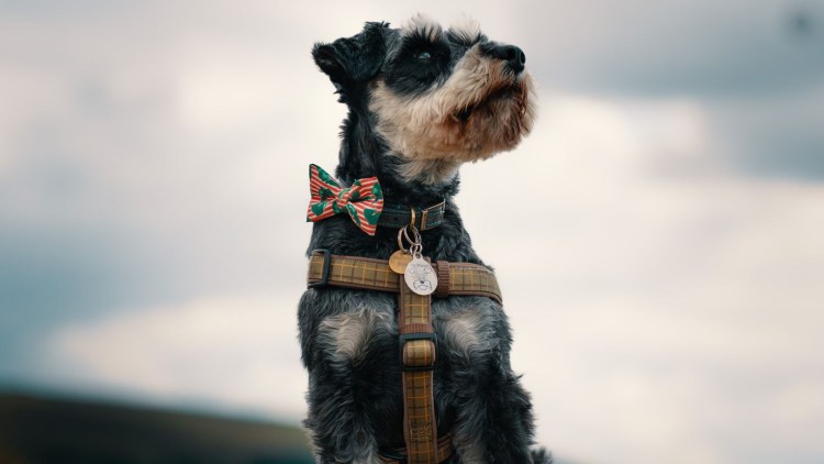 Цвергшнауцер белый