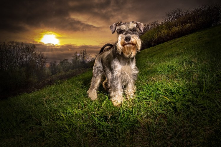 Шнауцер терьер