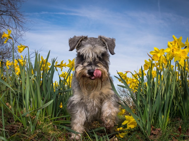 Голден шнауцер профессор