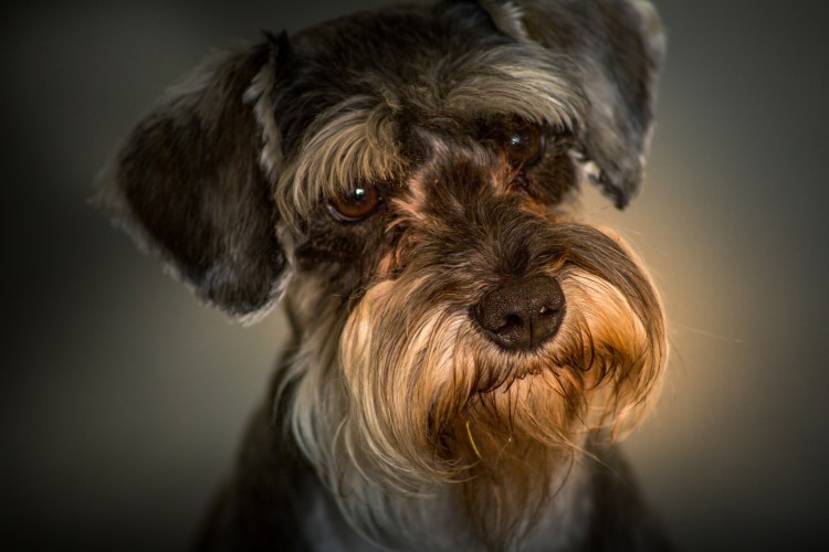 Собака Швец шнауцер