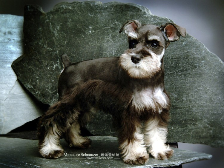 Цвергшнауцер обои