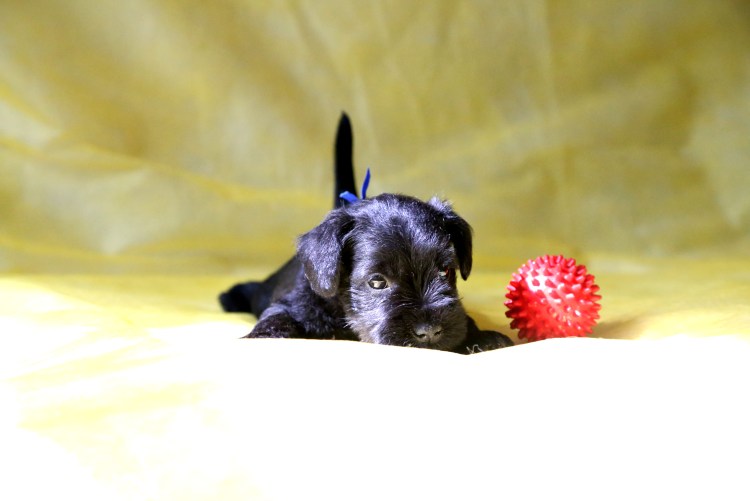 Заставка на рабочий стол Цвергшнауцер черный