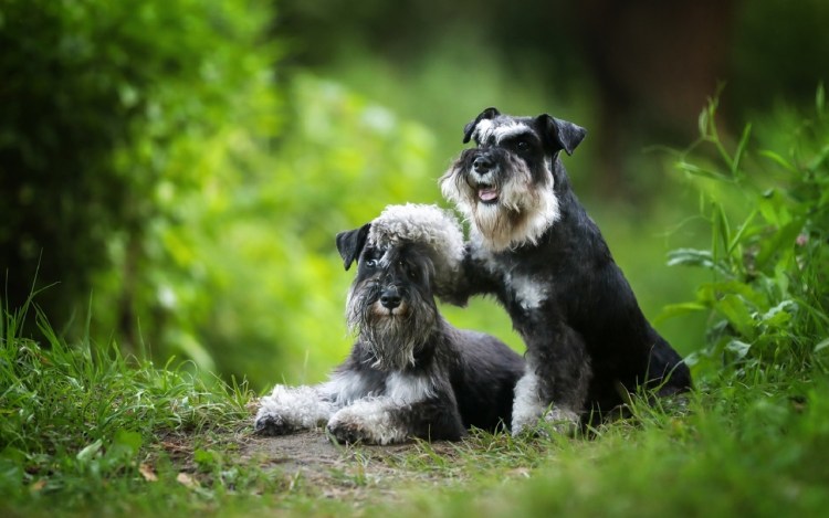 Счастливые собаки и кошки