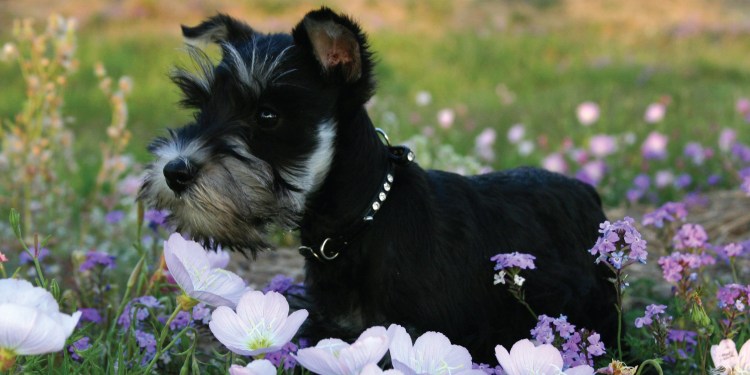 Милые собачки Цвергшнауцер