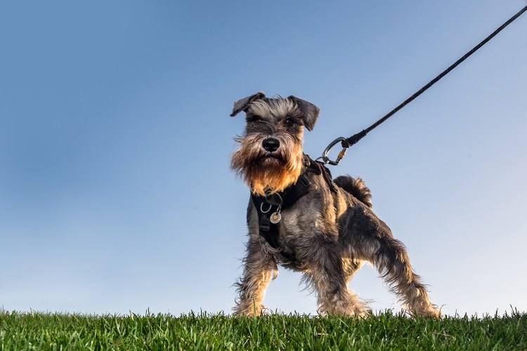 Шпиц шнауцер