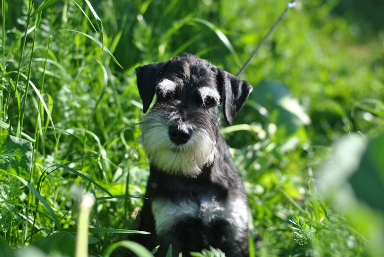 Цвергшнауцер Минимакс