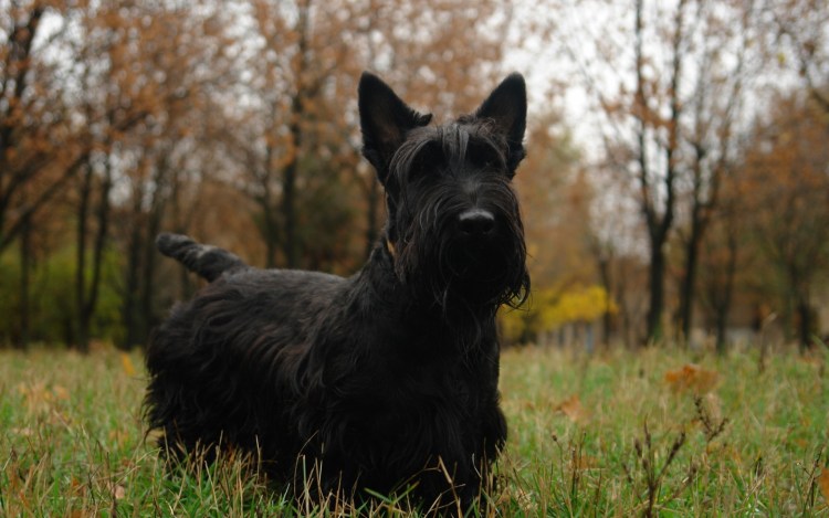 Шотландский терьер