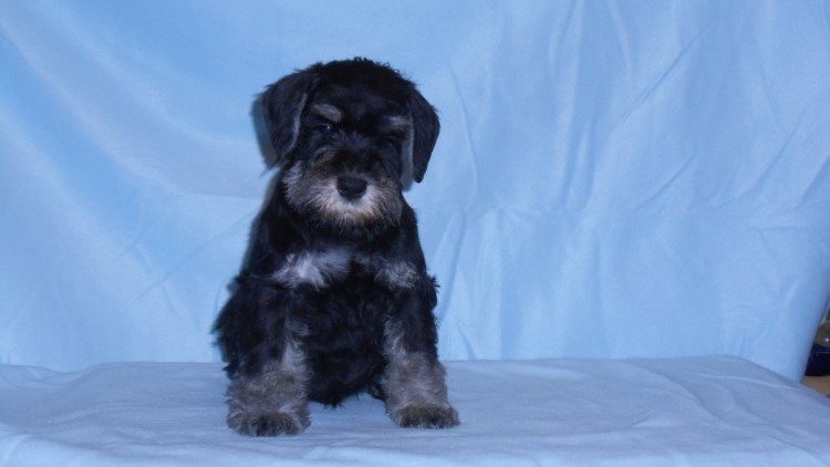 Цвергшнауцер злой