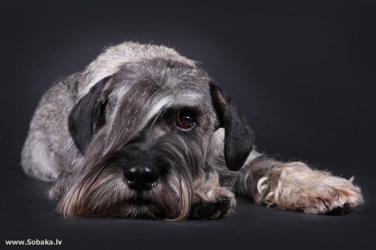 Порода собак Миттельшнауцер