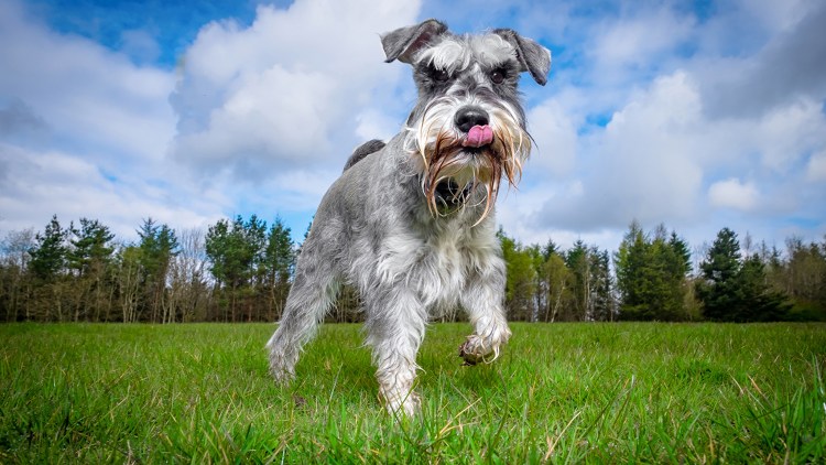 Ризеншнауцер Миттельшнауцер Цвергшнауцер