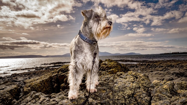 Цвергшнауцер + дог