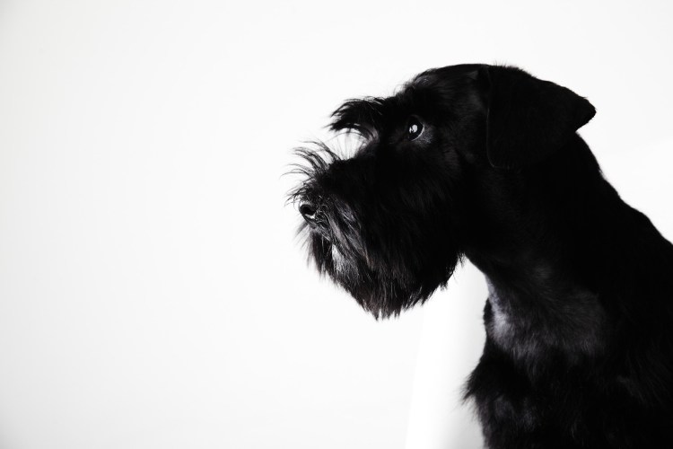 Порода собак Цвергшнауцер