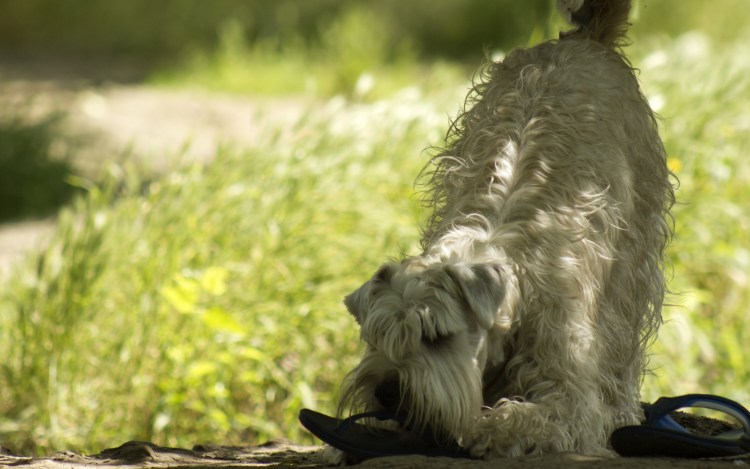 Бергамская овчарка щенки