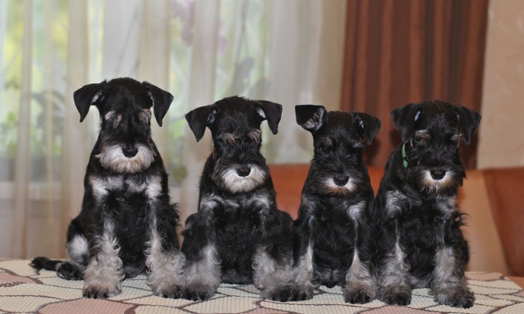 Шнауцер терьер уродливая