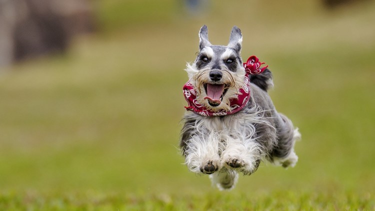 Цверг Мерль