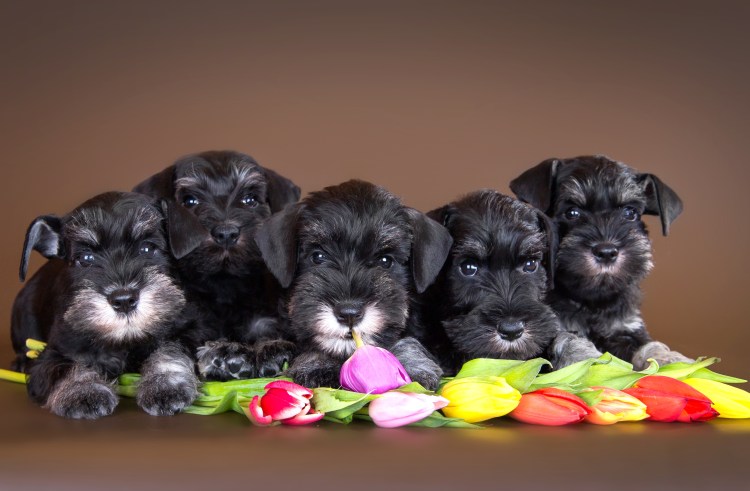 Цвергшнауцер черный щенок