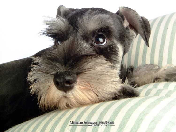 Шнауцер морда